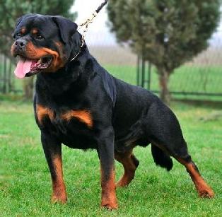 Von store ross rottweilers