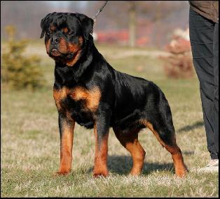 Veste rottweiler best sale