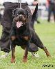 Adrk rottweilers hot sale