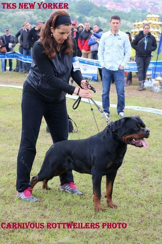 Rottweiler Tk S New Yorker Id