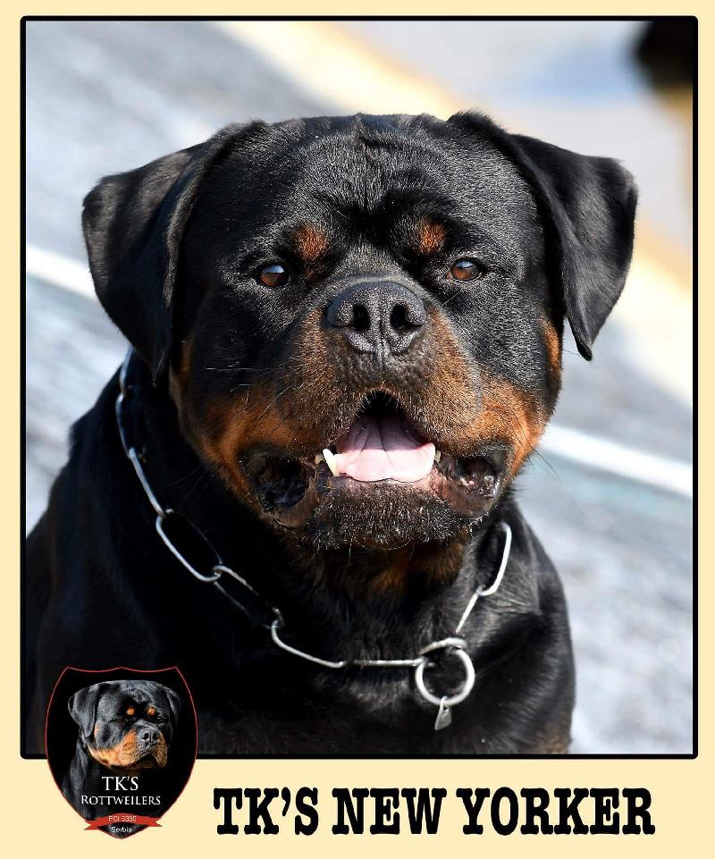 Rottweiler Tk S New Yorker Id